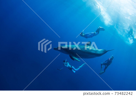 Dolphin Dolphin 73482242