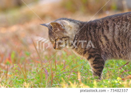 Amakusa stray cat Amakusa stray cat 73482337