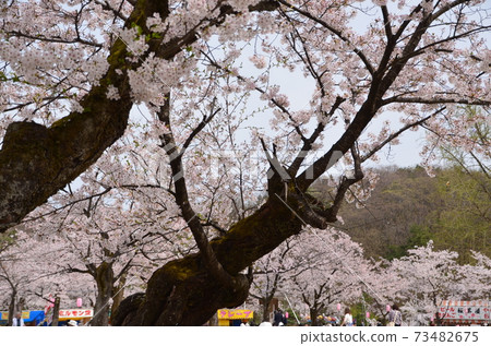 Cherry blossoms and festivals in full bloom on old trees Cherry blossoms and festivals in full bloom on old trees 73482675