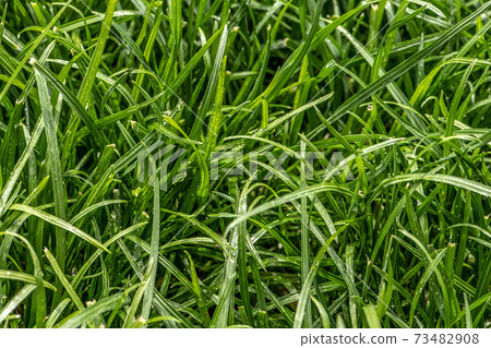 Close up of fresh thick grass with water drops in the early morning Close up of fresh thick grass with water drops in the early morning 73482908