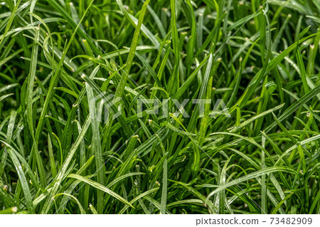 Close up of fresh thick grass with water drops in the early morning Close up of fresh thick grass with water drops in the early morning 73482909