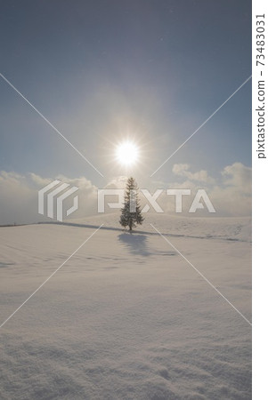 Biei-cho, Hokkaido Christmas tree tree December Biei-cho, Hokkaido Christmas tree tree December 73483031