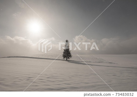 Biei-cho, Hokkaido Christmas tree tree December Biei-cho, Hokkaido Christmas tree tree December 73483032