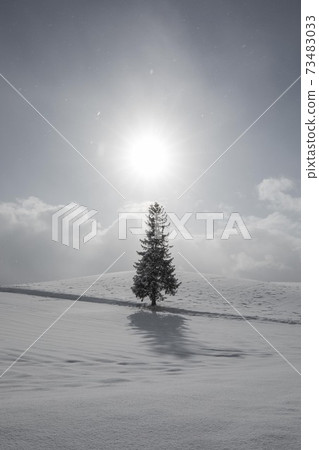 Biei-cho, Hokkaido Christmas tree tree December 73483033