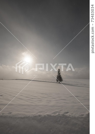 Biei-cho, Hokkaido Christmas tree tree December 73483034