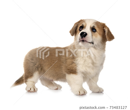young Pembroke Welsh Corgi 73483127
