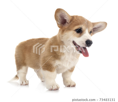young Pembroke Welsh Corgi young Pembroke Welsh Corgi 73483131