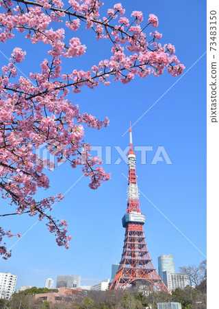 東京塔和櫻花 73483150