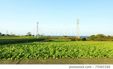 Leafy vegetables that are also called fresh green in winter Leafy vegetables that are also called fresh green in winter 73483160