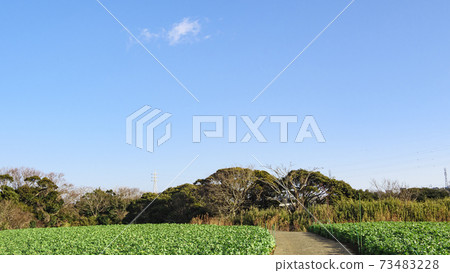 冬季也稱為新鮮綠色的多葉蔬菜 73483228