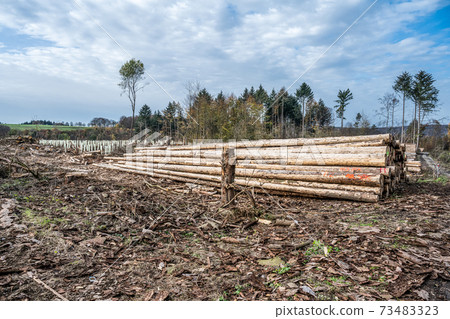 chopped Woodland new plantation Germany replanted with new sapling deciduous trees protected with plastic tubes chopped Woodland new plantation Germany replanted with new sapling deciduous trees protected with plastic tubes 73483323