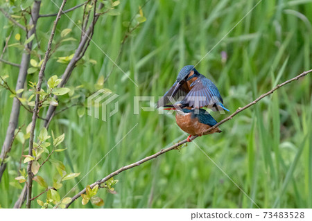 Kingfisher date Kingfisher date 73483528