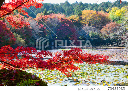 Kyoyo Pond at Ryoanji Temple with beautiful autumn colors in Kyoto Kyoyo Pond at Ryoanji Temple with beautiful autumn colors in Kyoto 73483985