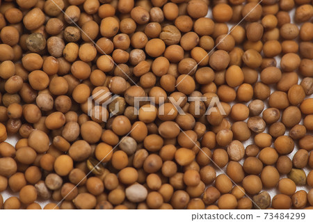 White mustard seeds for germination background for desing White mustard seeds for germination background for desing 73484299