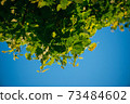 fresh green linden leaves on a blue sky background. Selective focus macro shot with shallow DOF 73484602
