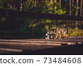young English toy terrier on a sunny wooden pier near the lake against the background of a summer green forest 73484608