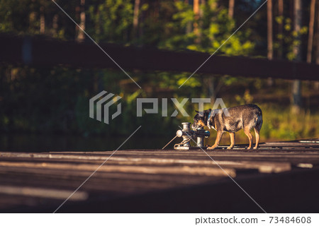 young English toy terrier on a sunny wooden pier near the lake against the background of a summer green forest 73484608