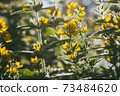 Bright yellow flower loosestrife spot illuminated by the bright rays of the evening sun. Selective focus macro shot with shallow DOF 73484620