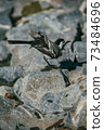White Wagtail, Motacilla alba bird bathes in a pond and basks on stones under the rays of the summer sun 73484696