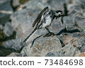White Wagtail, Motacilla alba bird bathes in a pond and basks on stones under the rays of the summer sun 73484698