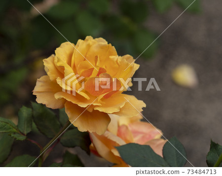 Orange rose about face Orange rose about face 73484713