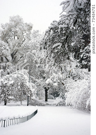 View of snow flakes on trees branches in a public garden View of snow flakes on trees branches in a public garden 73484781