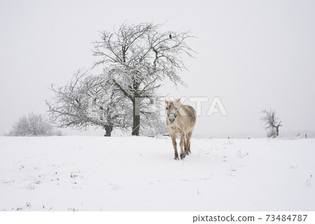 View of e white horse standing in a snowy meadow durig a snowstorm 73484787