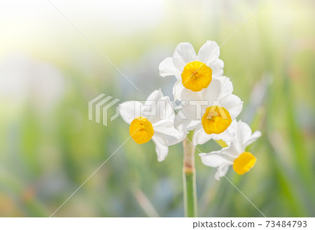 Japanese daffodil flowers blooming in the field Japanese daffodil flowers blooming in the field 73484793