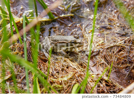 The frog in a lake water. Head of a Marsh frog on a nature habitats background 73484809