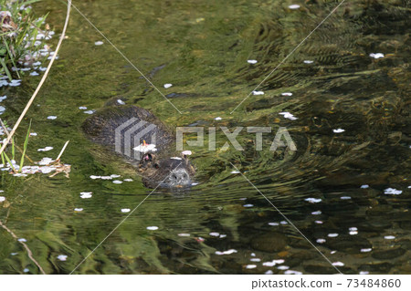 Nutria游泳與櫻花花瓣 73484860