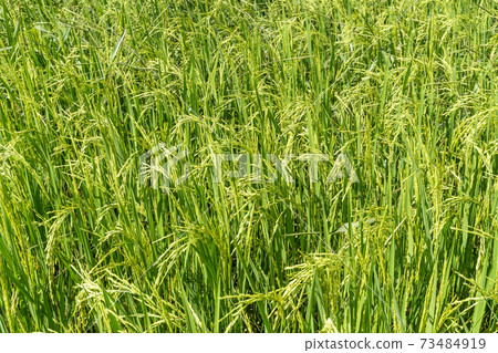 Closed-up rice spike seed in paddy field 73484919