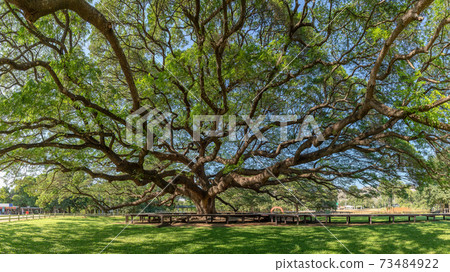 Giant rain tree (Samanea saman) or monkey pod at Kanchanaburi, famous tourist attraction destination Giant rain tree (Samanea saman) or monkey pod at Kanchanaburi, famous tourist attraction destination 73484922