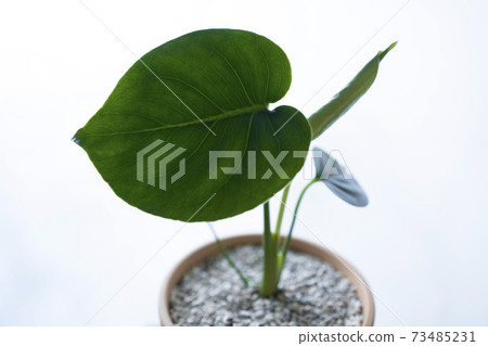 空氣淨化植物兒童書房濃度強化盆栽植物龜背竹 73485231