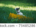 A small funny Chihuahua dog sitting on the green grass yard and sniffing the air against a blurred summer garden. Stay at home coronavirus covid-19 quarantine concept. Garden summer day 73485286