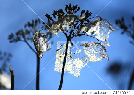 Mesh hydrangea 73485525