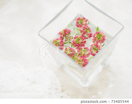 Alyssum floating on the water 73485544