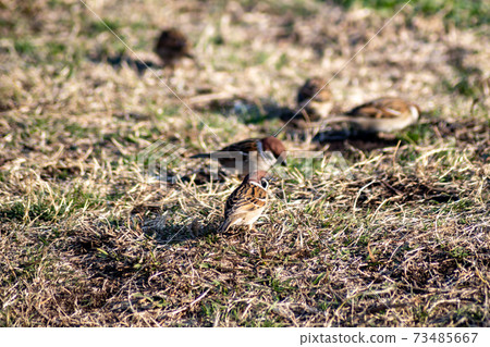 A group of sparrows 73485667