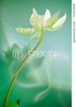 白色鐵線蓮2,藝術風格,綠色背景 白色鐵線蓮2,藝術風格,綠色背景 73485688