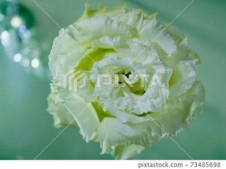 白色土耳其Kyoko Cool Color Up 白色土耳其Kyoko Cool Color Up 73485698