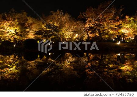 Special night visit: Toji Temple in autumn Special night visit: Toji Temple in autumn 73485780