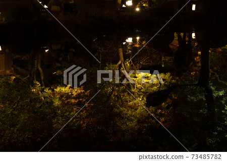 Special night visit: Toji Temple in autumn Special night visit: Toji Temple in autumn 73485782