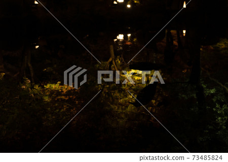 Special night visit: Toji Temple in autumn 73485824