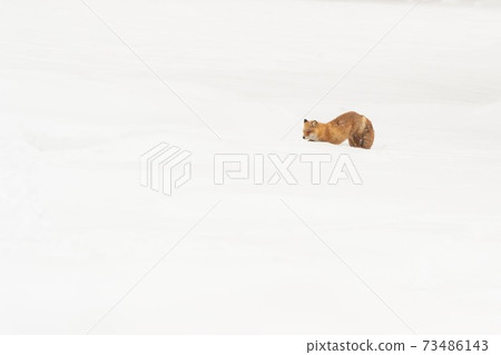 Biei-cho, Hokkaido Snowfield red fox December Biei-cho, Hokkaido Snowfield red fox December 73486143
