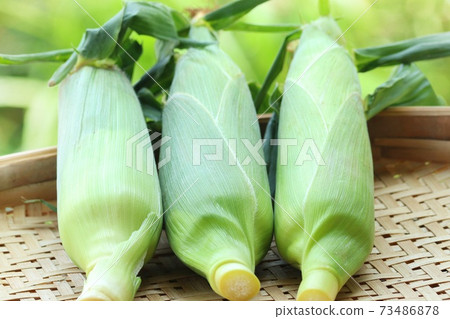 收穫與玉米殼綠色背景 73486878