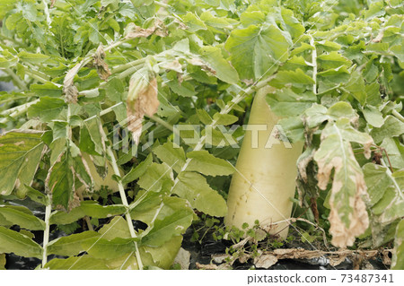 Large radish that jumped out of the soil 73487341