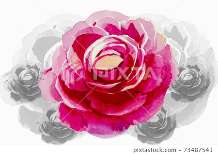 Painting pink color flower of roses. Painting pink color flower of roses. 73487541