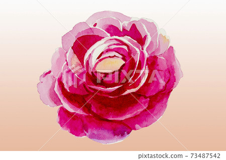 Painting pink color flower of roses. Painting pink color flower of roses. 73487542