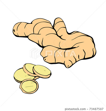 The ginger root. hand drawn illustration The ginger root. hand drawn illustration 73487587