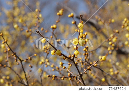 January Fuchu 208 Soshin Robai, Calycanthaceae, Japanese allspice, Fuchu Local Forest Museum 73487624