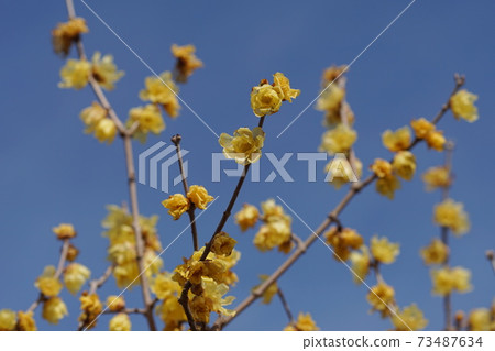 January Fuchu 198 Soshin Robai, Calycanthaceae, Japanese allspice, Fuchu Local Forest Museum 73487634